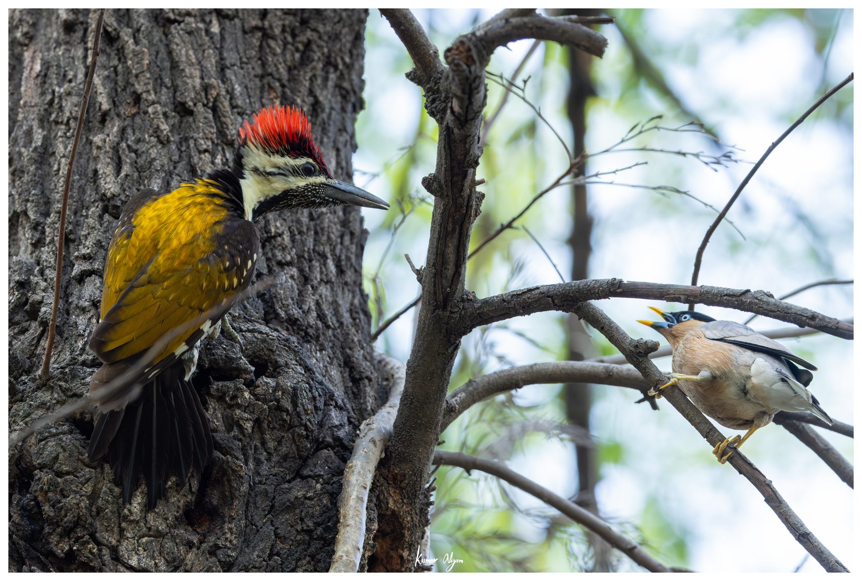 A Brahminy Starling studies the nest entrance while the woodpecker clings to the trunk