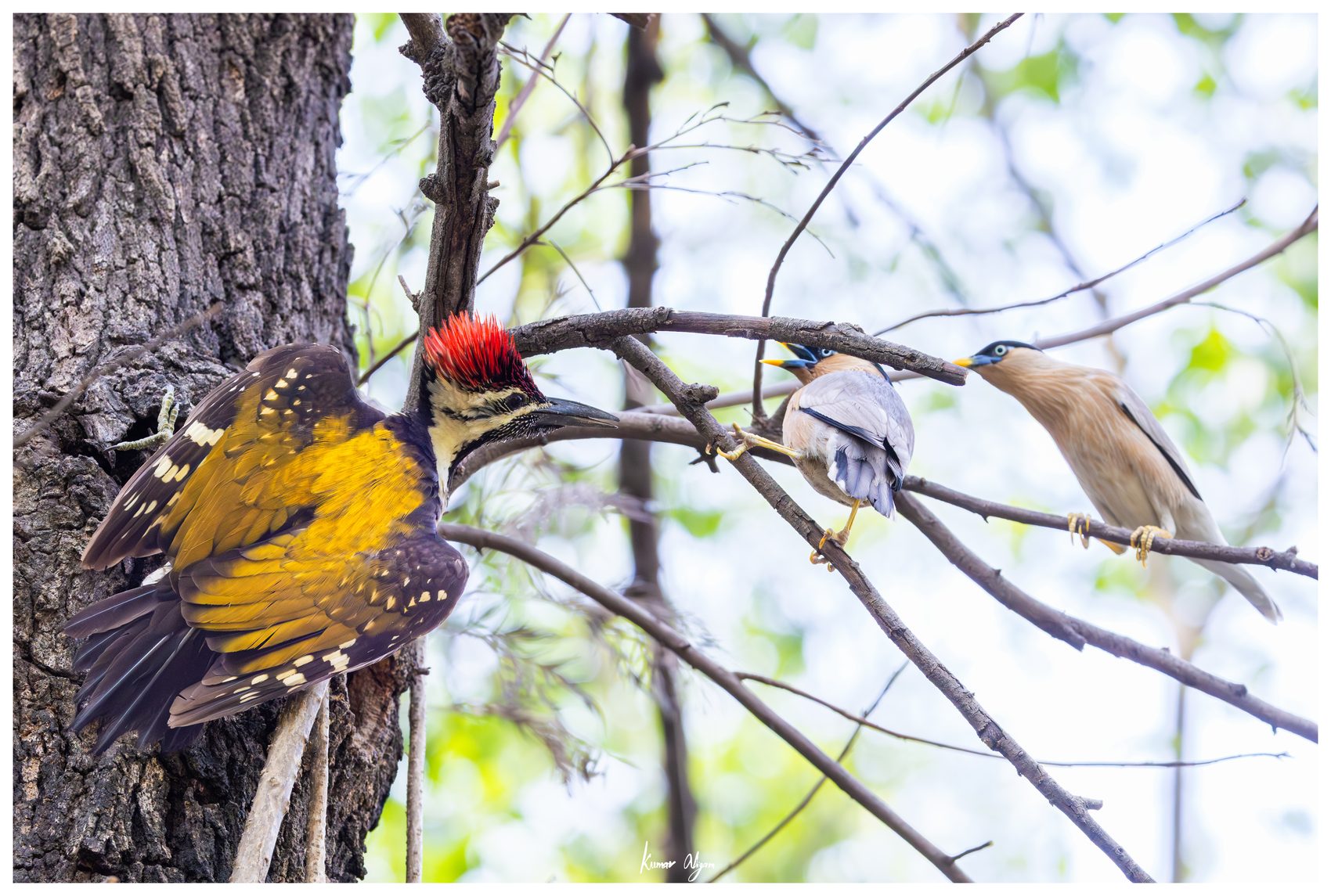 The Flameback raises its crest and faces a starling