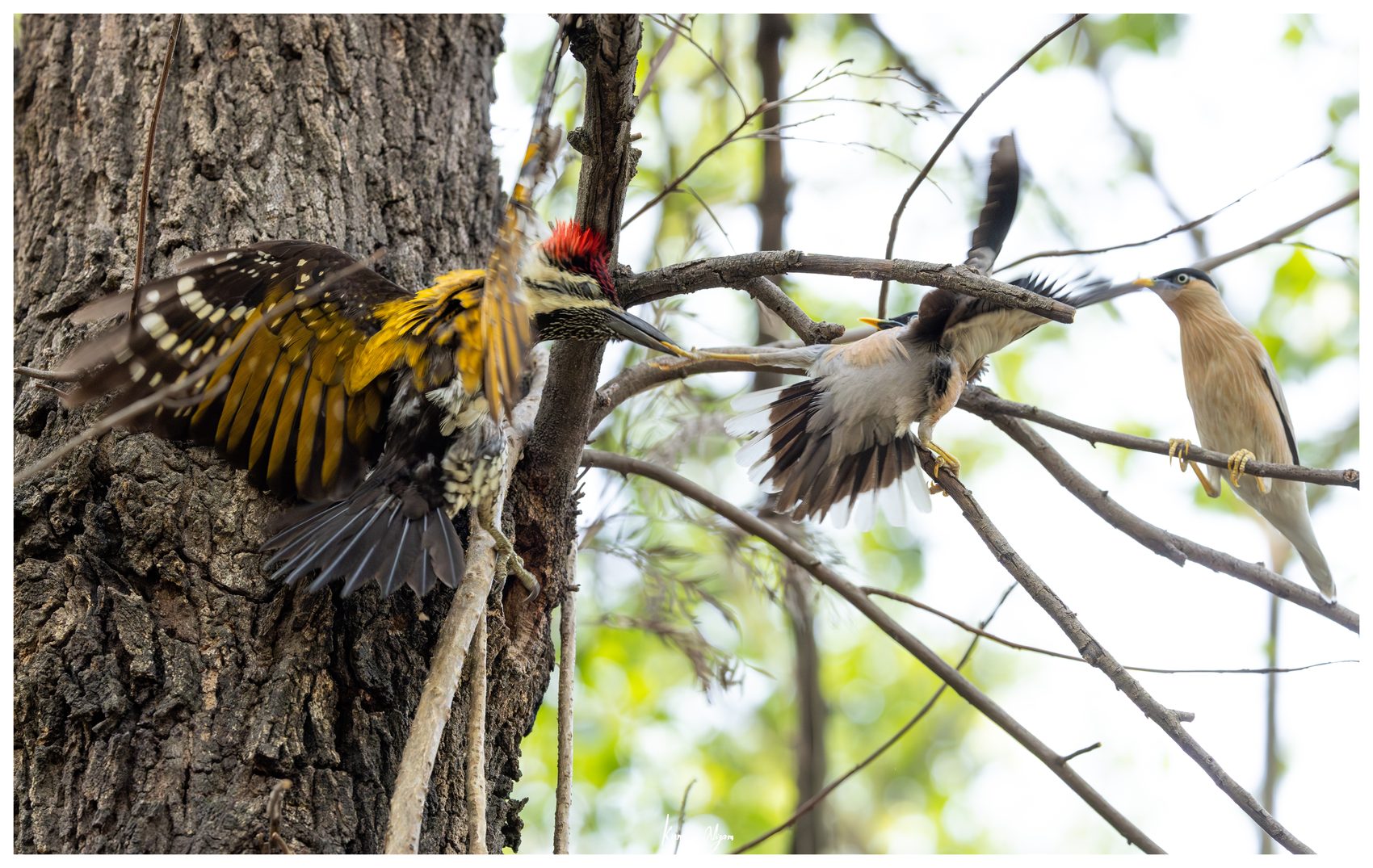 The Flameback spreads its wings toward the intruding starlings