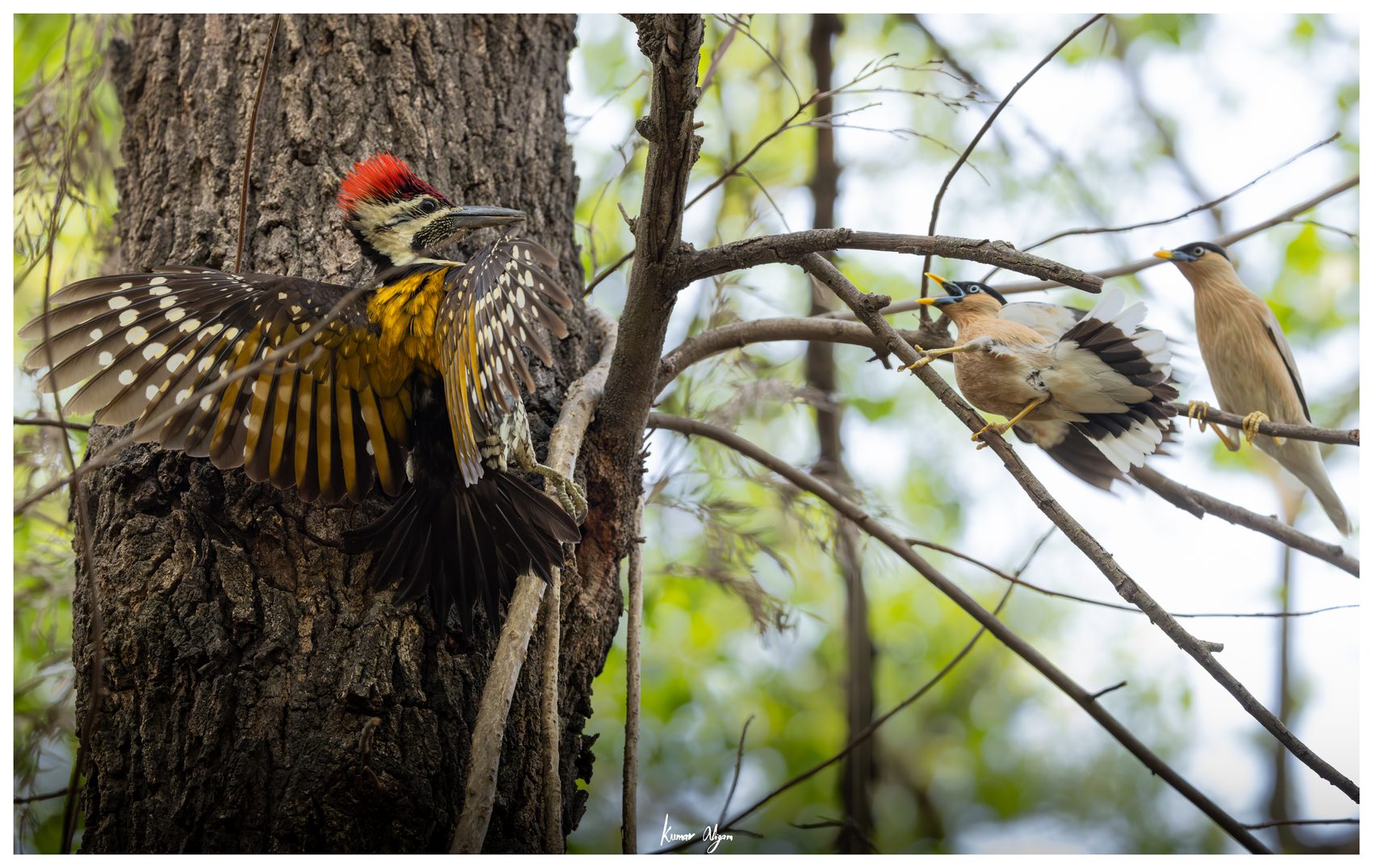 One starling distracts the woodpecker while the other moves closer
