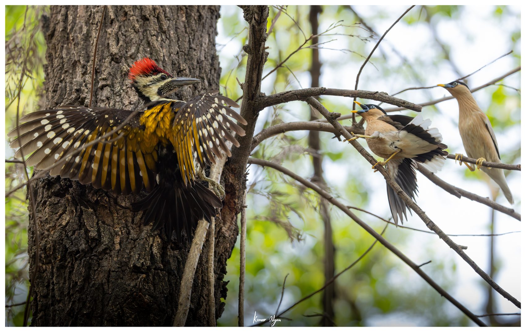 The starlings trade positions around the defending woodpecker