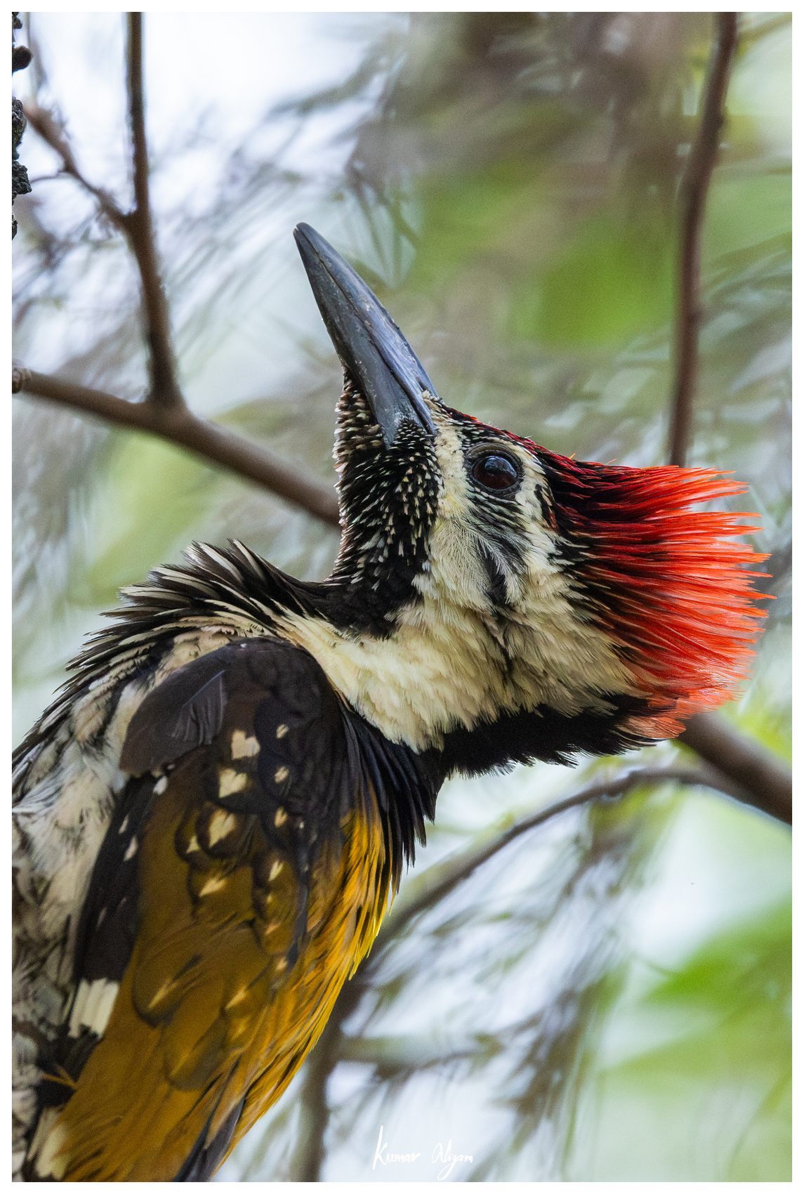 A starling poised by the cavity as the woodpecker leaves the entrance