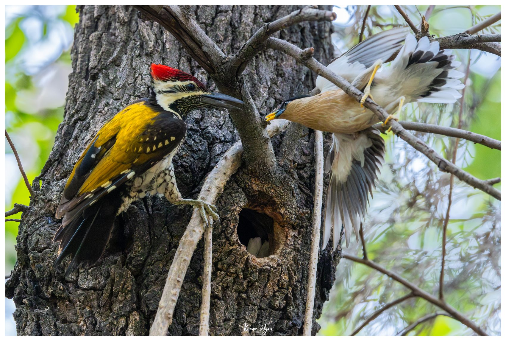 A starling lunges as the woodpecker defends the entrance