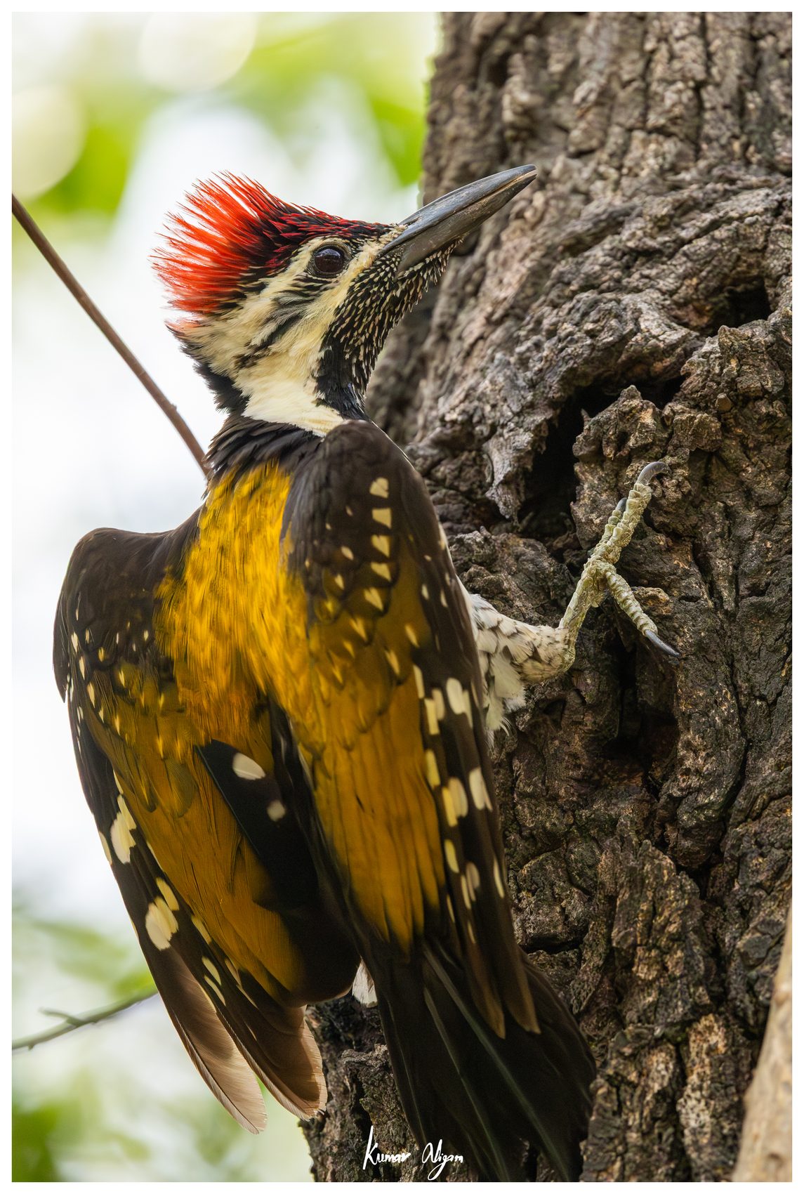 The woodpecker returns to the cavity a moment too late