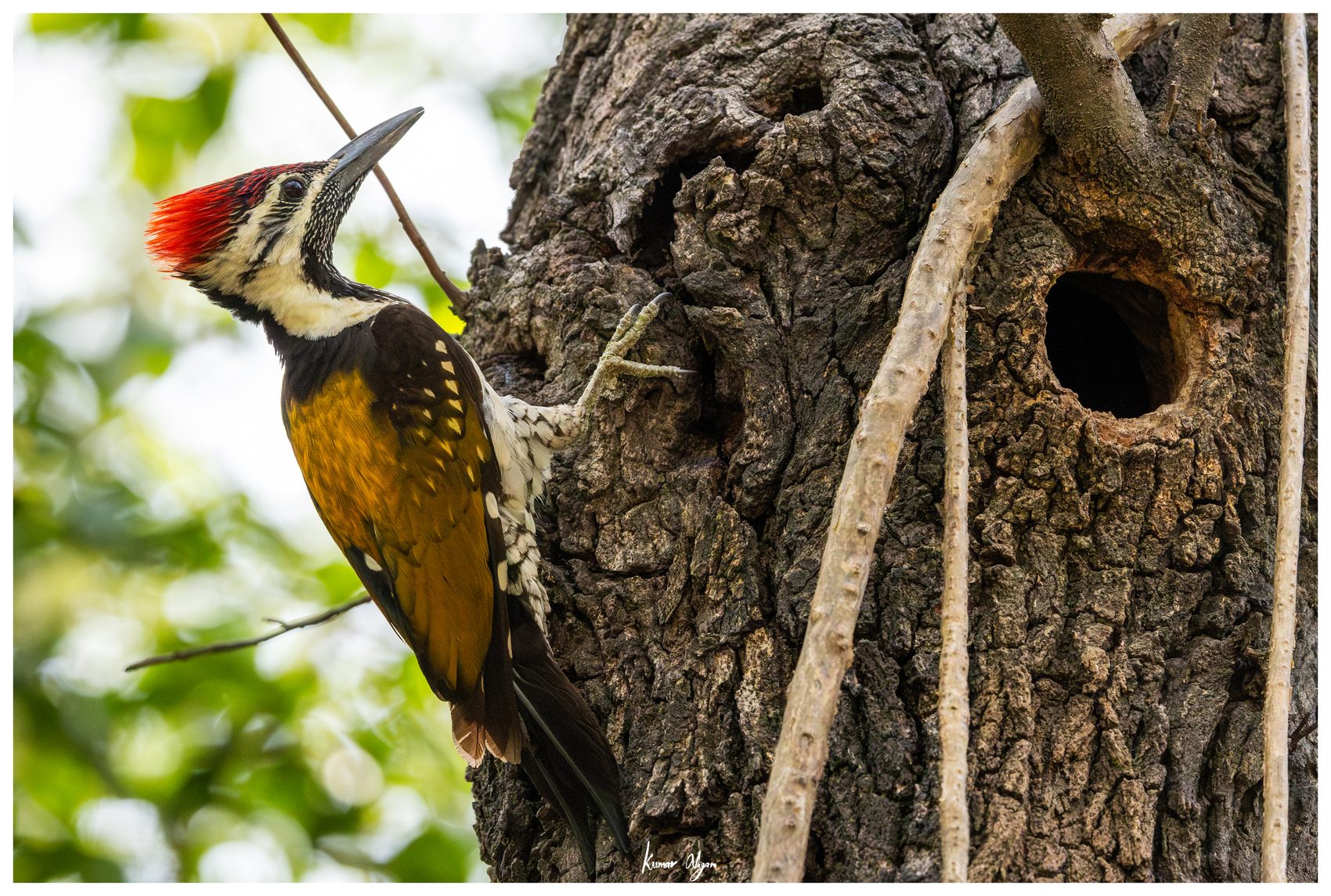 Black-rumped Flameback on a tree trunk beside the round nest cavity it carved