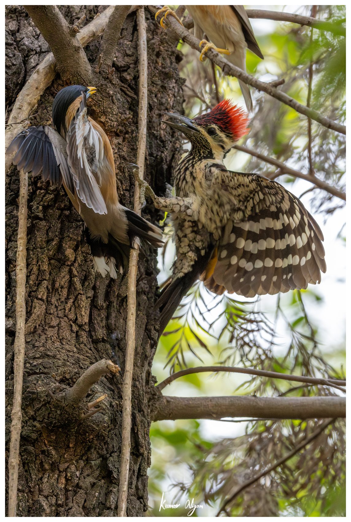Portrait of the Black-rumped Flameback after the raid
