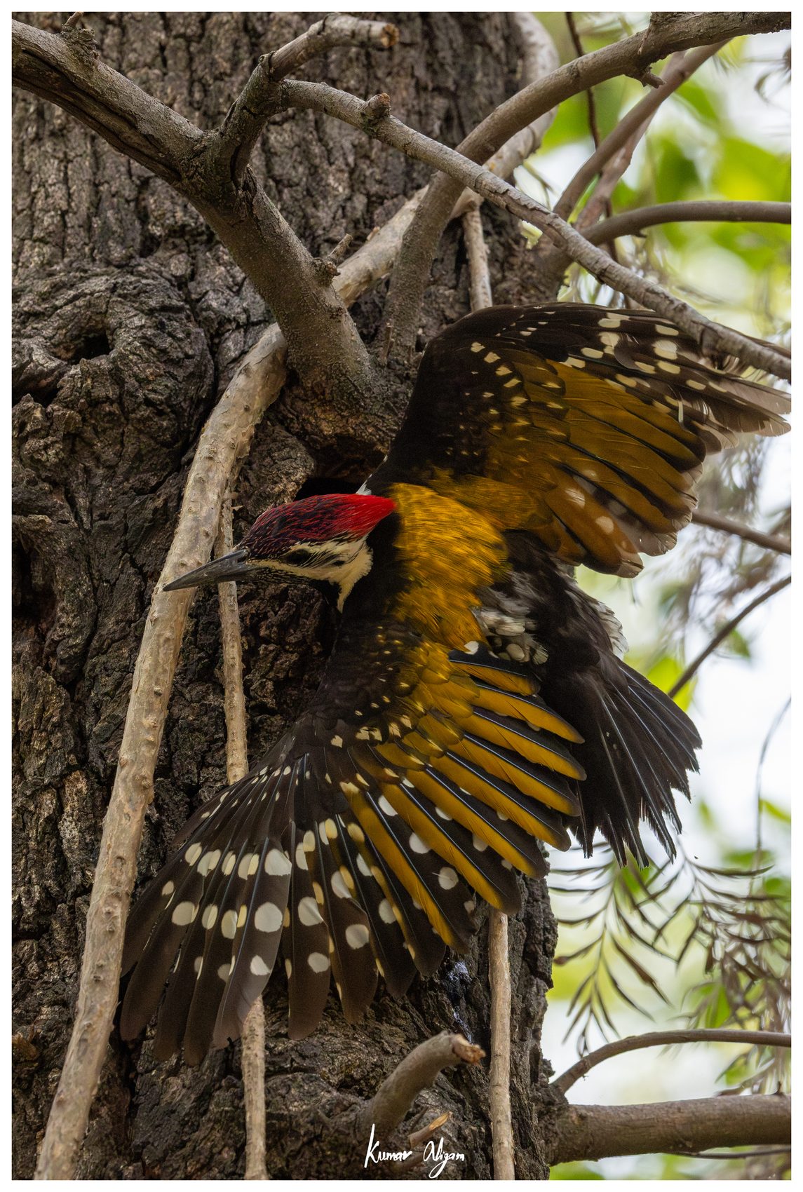 The Flameback in a full wing and tail display against the trunk