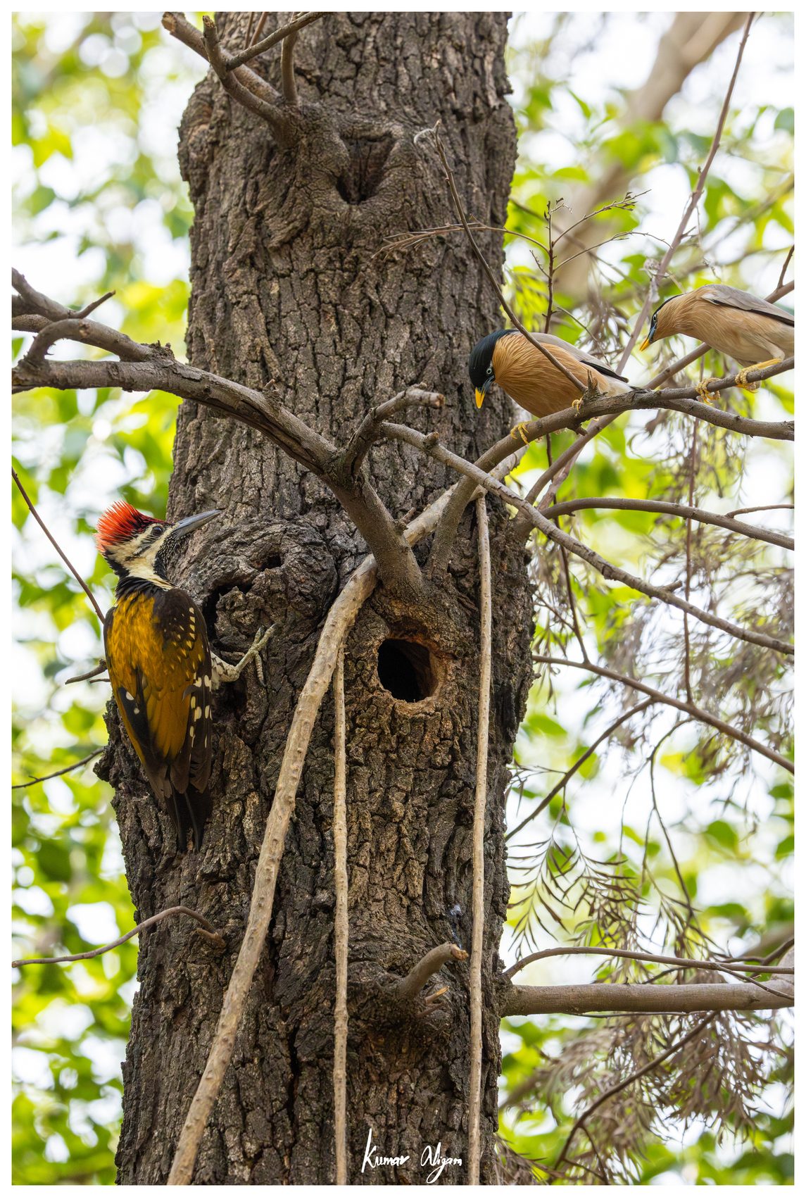 Close view of the Flameback at work on the trunk
