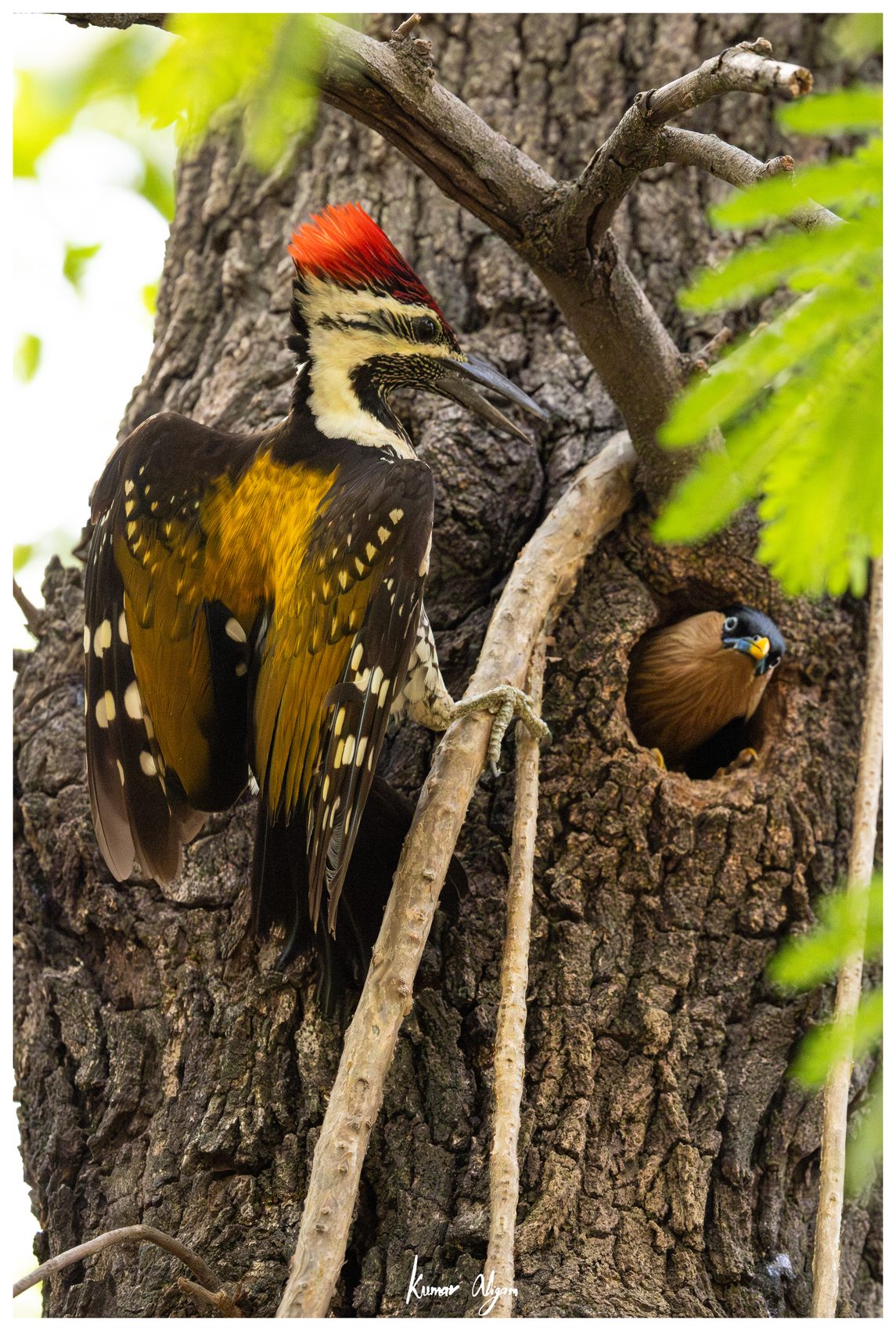 A Brahminy Starling looks out from inside the woodpecker's nest cavity