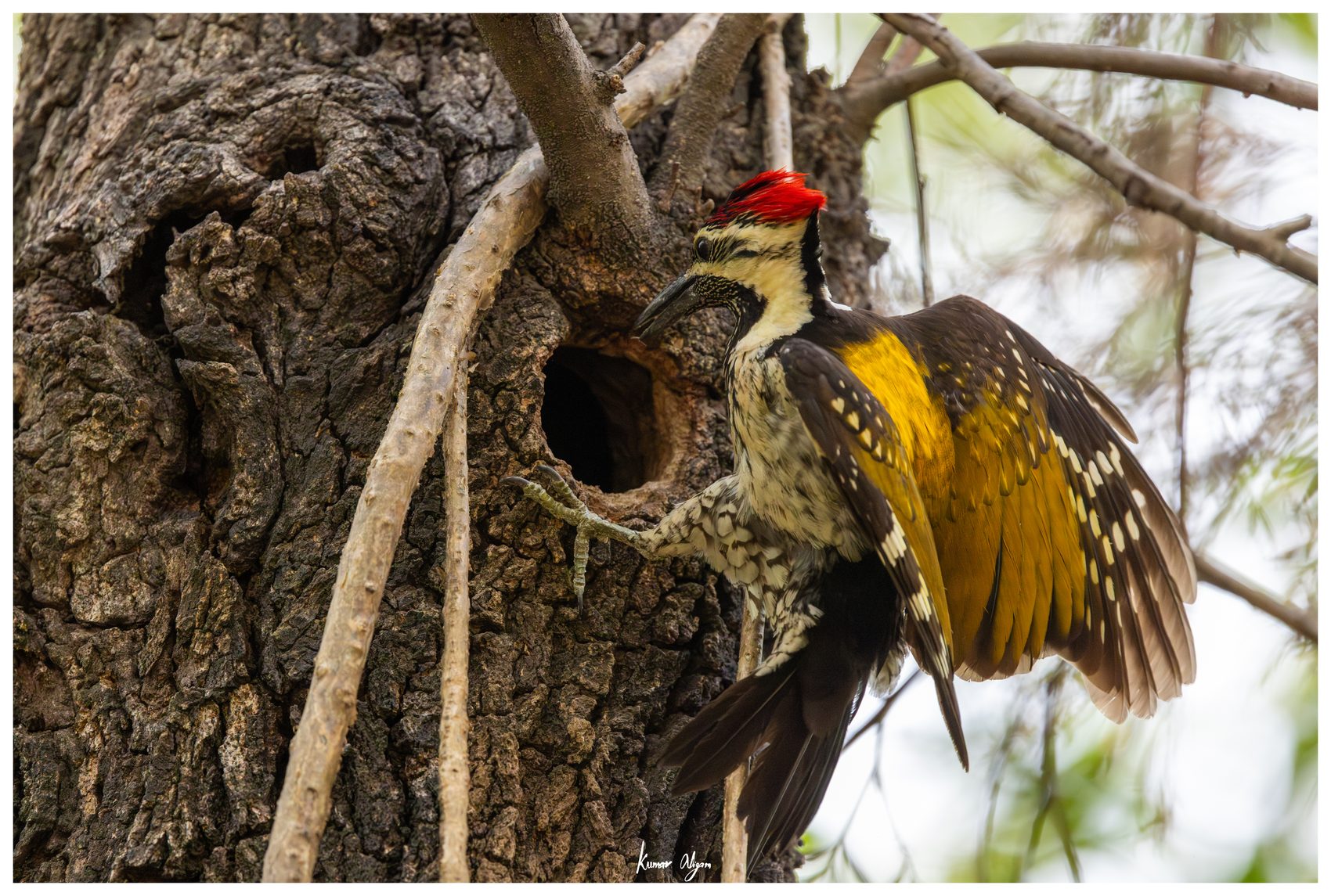 A Brahminy Starling watching the woodpecker from a branch