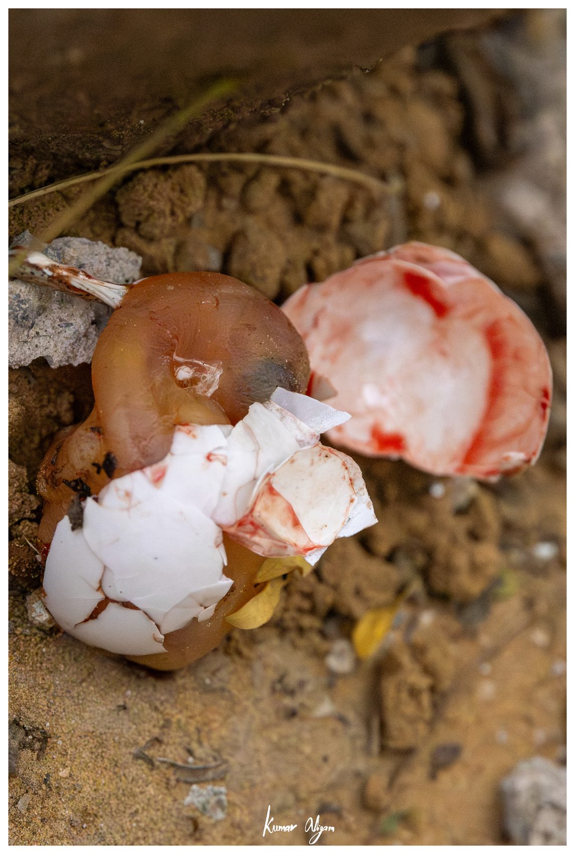 A broken egg of the Flameback on the ground beneath the tree